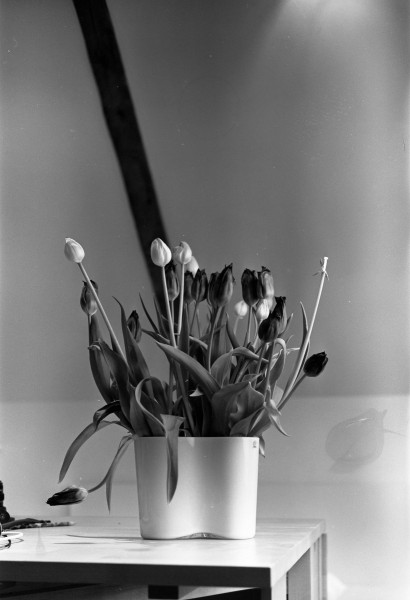 Tulips